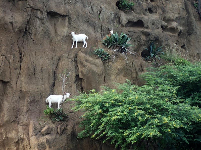 goats2
